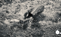 Open Water Swimming_36