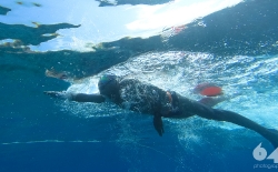 Open Sea Swimming v.3_24