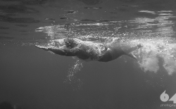 Open Sea Swimming v.3_25