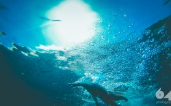 Open Sea Swimming v.3_27