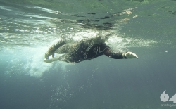 Open Sea Swimming v.3_45